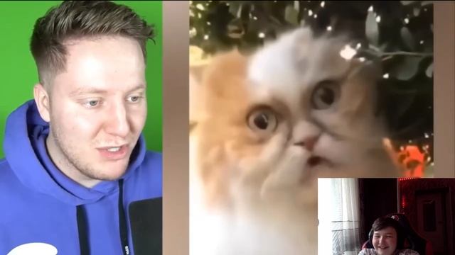 смешные видео