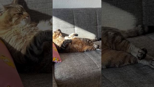 Смешные животные!)