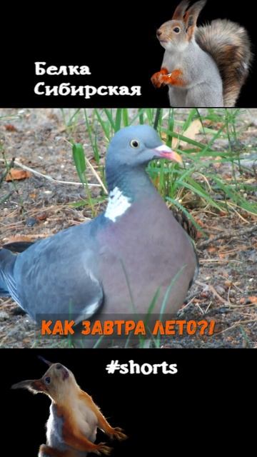 Вяхирь дождался лета