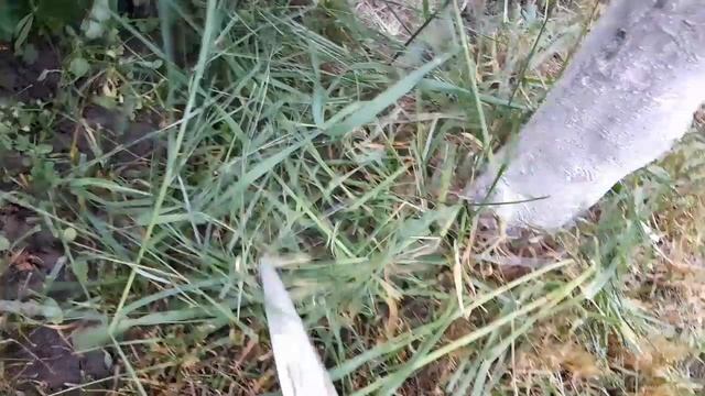 Что в саду,  что в огороде.  Заготовка лука зелёного на зиму. Консервы из карасей.