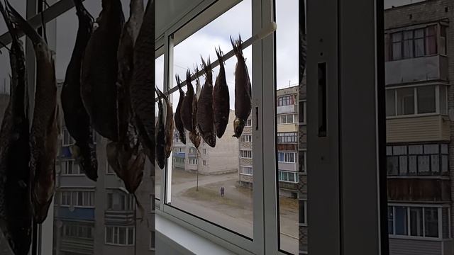 плотва вялится