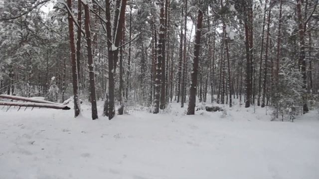Лесные приключения и МР 515С 5.5 и JSB HADES .22
