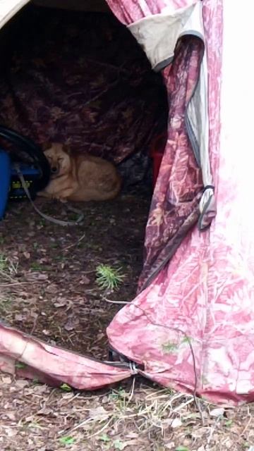 VID_20250515_181110.mp4