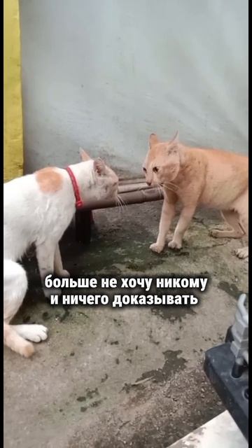 Живу правильно, а счастья нет #творец #раскрытиесердца #силасознания #счастье #жизнь