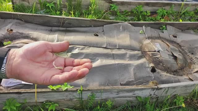 Кабачки в картонной грядке. Эксперимент.Не повторять, пока не проверю.