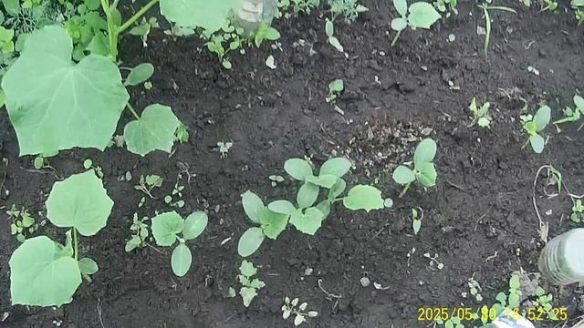 РАССАДА ОГУРЦОВ РАСТЁТ