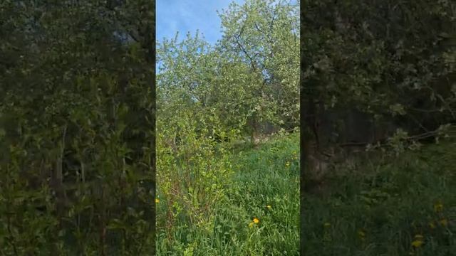 Новости огородные