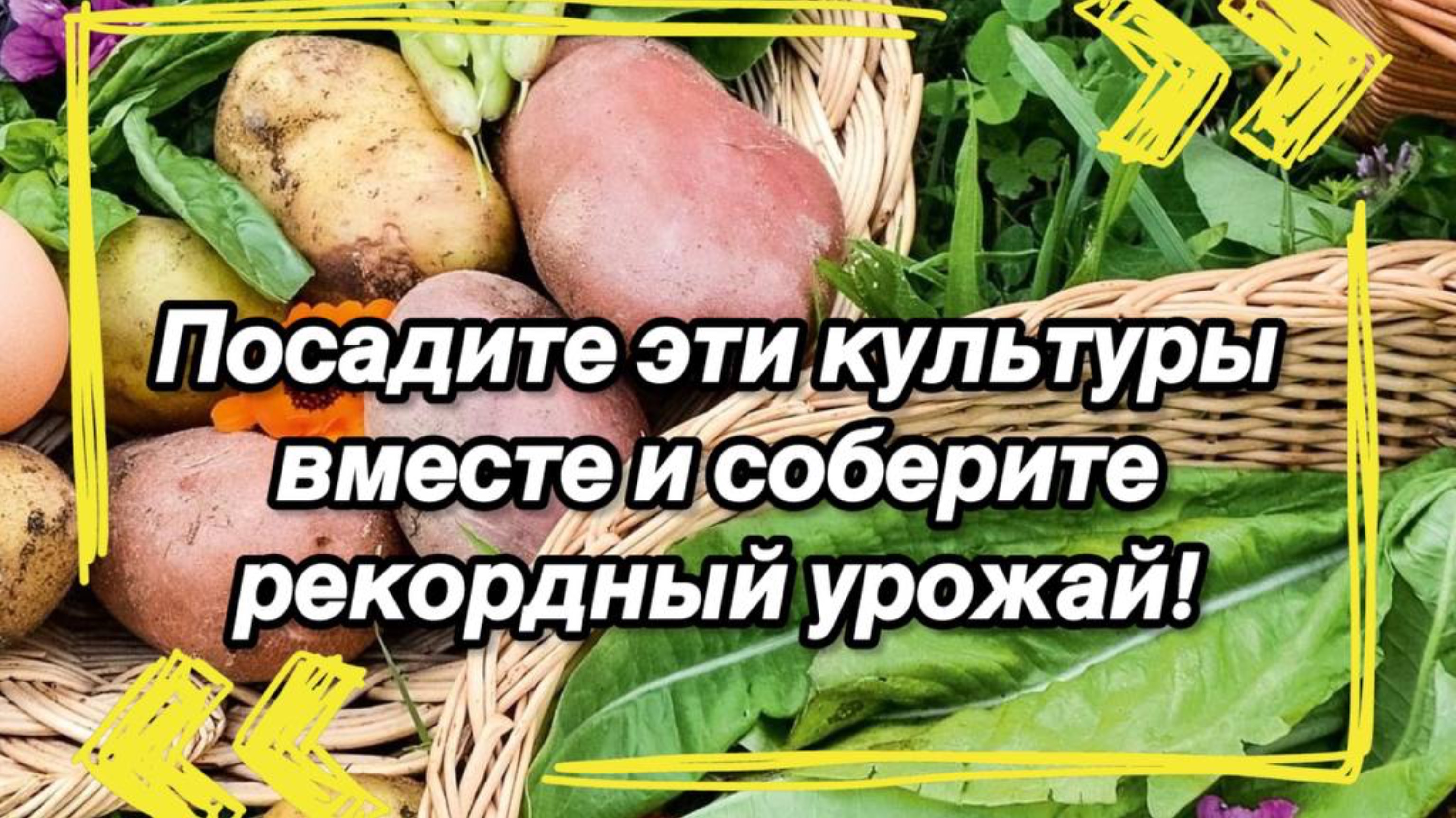 🌱 Посадите эти культуры вместе и соберите рекордный урожай🌱