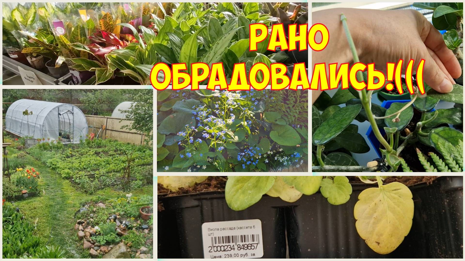 Обход оранжереи и огорода ранним утром перед обследованием. Обзор  рассады с ценами в Тепличном