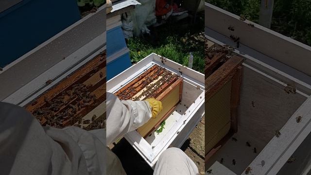 Как объединить две ПЧЕЛОСЕМЬИ.