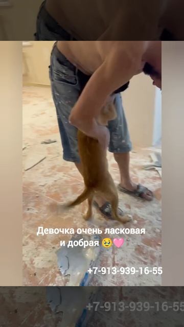 Щенок девочка была выброшена с табличкой.mp4