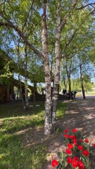 Угадайте, где мы? #земнойирий #коломенское #природа #весна #цветы #красотаприроды