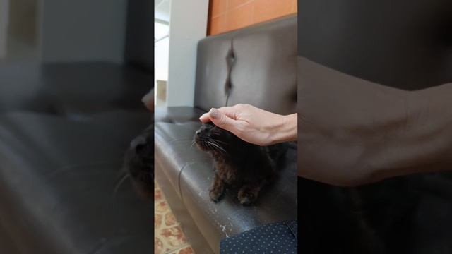 Ориончик ищет дом