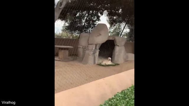Cheetah's Emotional Support Dog