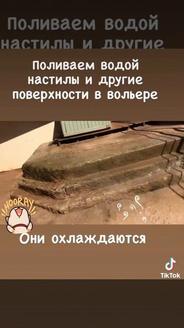 Помогаем собаке перенести жару. #питомникалабаев #среднеазиатскаяовчарка #советысобачникам #алабай