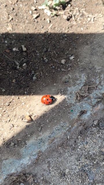 🐞