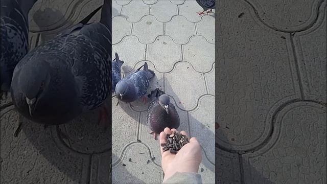 Гульки