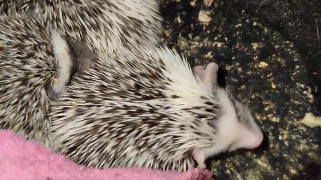 ☺️🎉 Праздничные 8 Мартовские ежата День 21.Holiday hedgehogs #