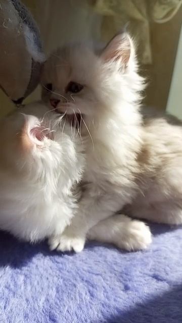 Любимцы
