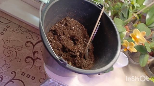 посадка клубней глоксиний 🌹🌱🌿☺листики глоксиний уже наростили клубни