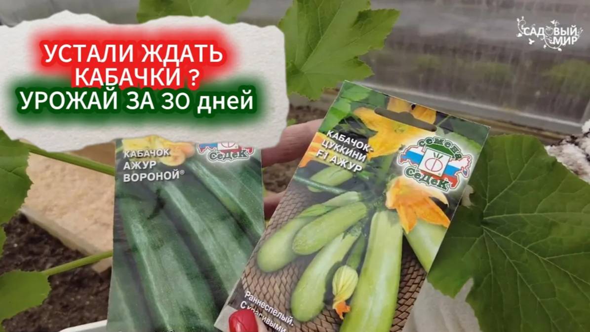 САМОЕ БЫСТРОЕ ВЫРАЩИВАНИЕ КАБАЧКОВ - СПОСОБ ДЛЯ НЕТЕРПЕЛИВЫХ.