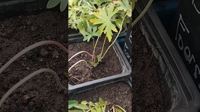 +Новинки ещё! не могу остановиться! Что и как пришло!?