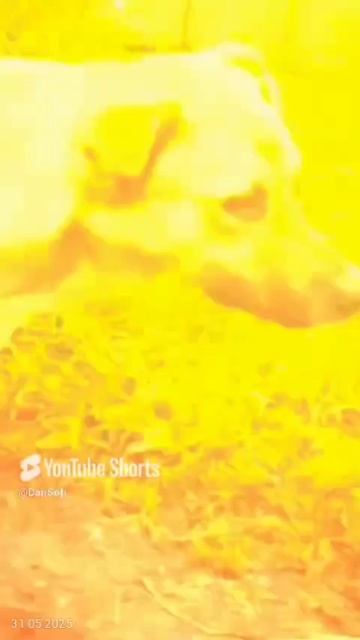 VID_20250531183405