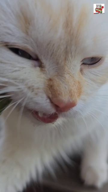 Жадная Настюня не захотела делиться спаржей с мамулей 😻🌱😽