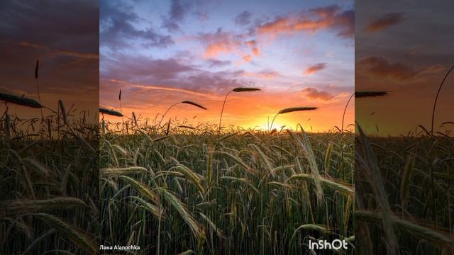 РУССКОЕ ПОЛЕ - Ян Френкель.🌾🥀🌾🌼🌾🎶💕