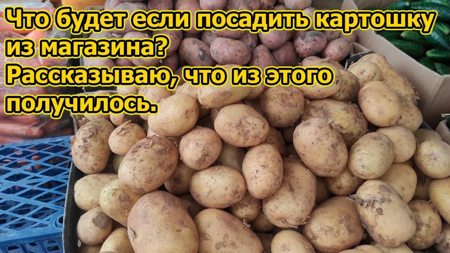 🍽️ Эксперимент на даче: посадили еду из кладовки — и не пожалели! 🌱🥔