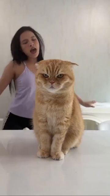 Это мы посмотрели и всё, а коту с ней жить😂😂😂