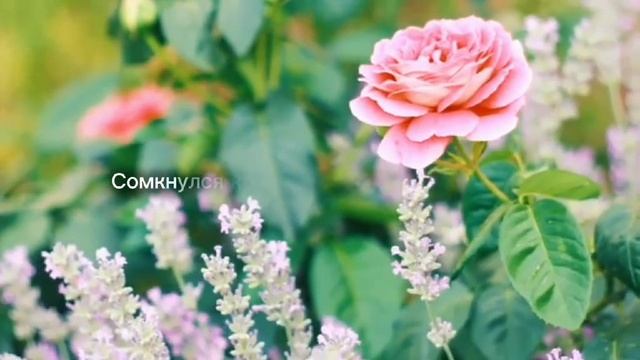 Благодарим ли Господа ♥️ христианские стихи