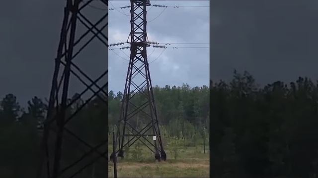 Электрик 6 разряда, с высшим допуском!.. 🤣