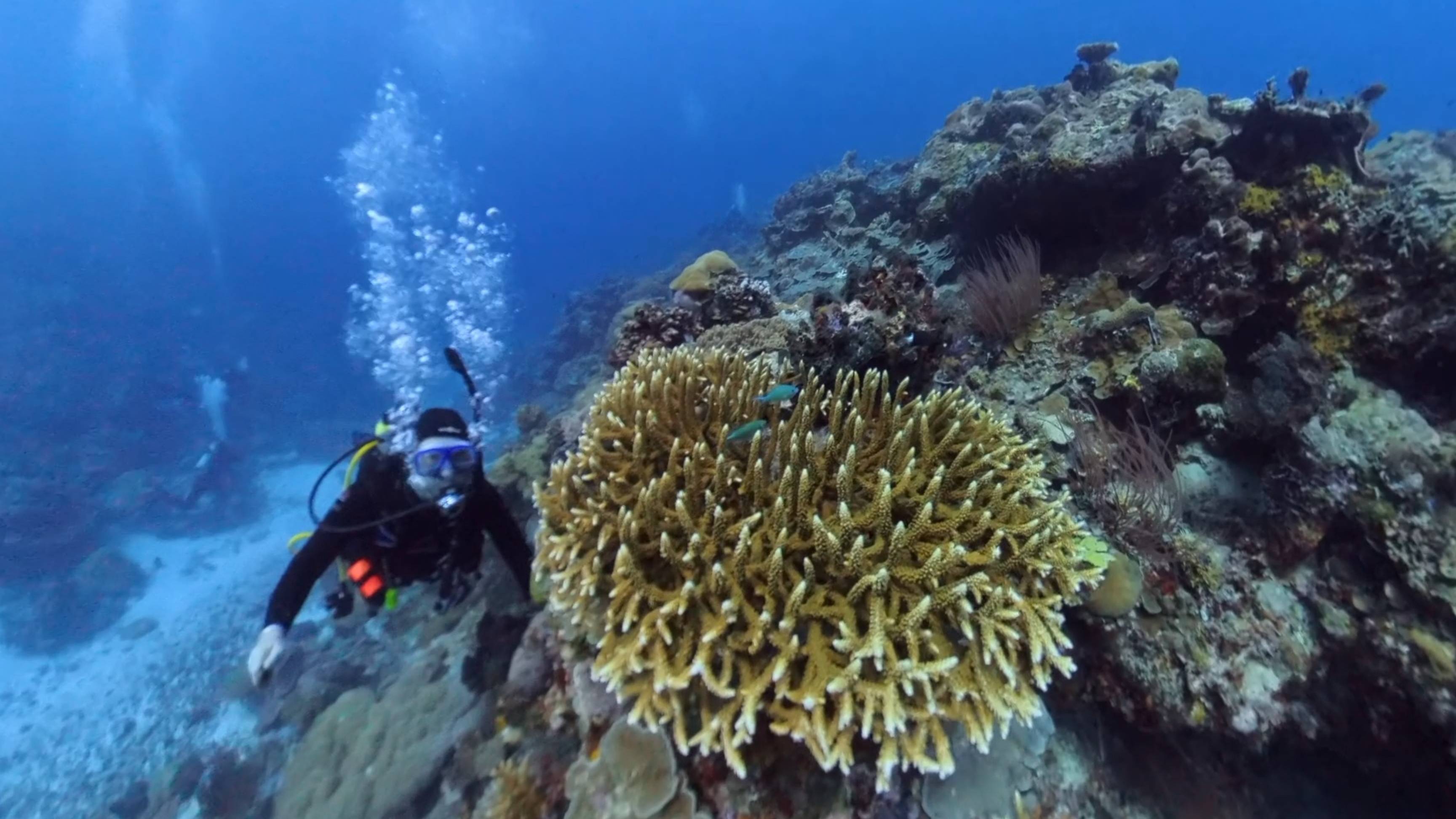 2025 Palau Ulong channel dive