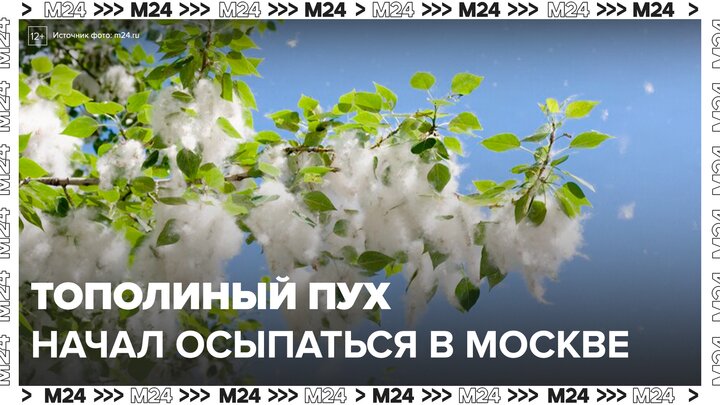 В Москве начал активно осыпаться тополиный пух - Москва 24