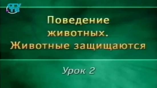 Животные защищаются # 2. Мимикрия