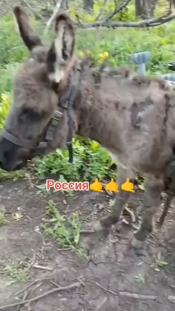 🫏 Позывной «Анзорик». Таскает мины.