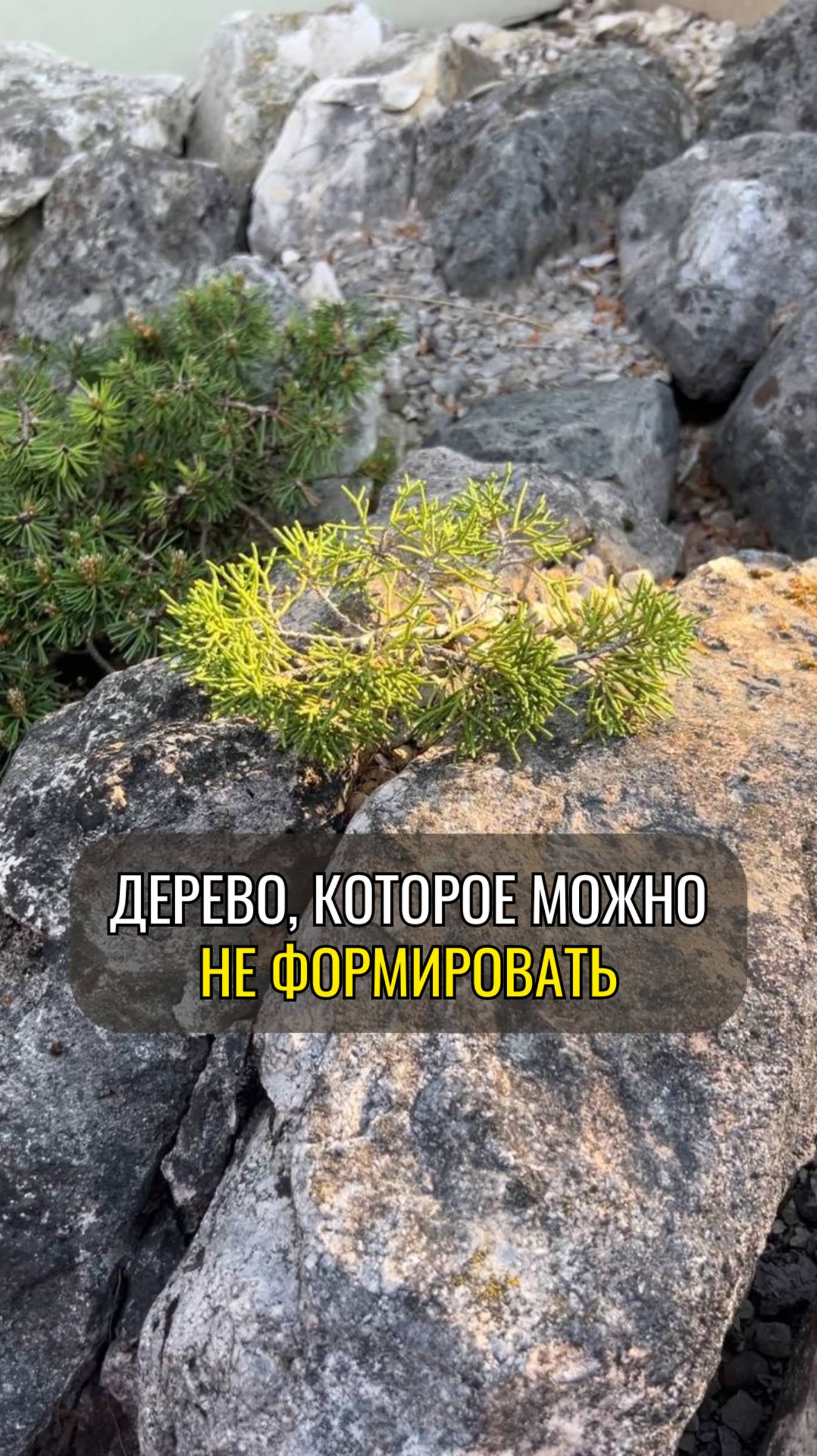Дерево, которое можно не формировать