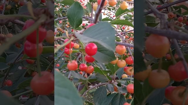 Цветочное настроение 🙂🌹🌹🌹