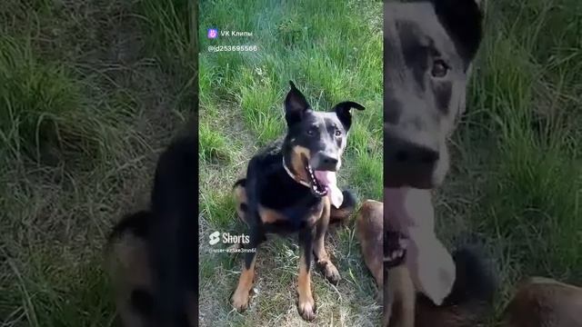 Зайки #босерон_питбуль #собаки #дрессироваа #МэниГуля