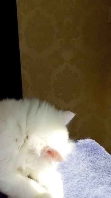 Снежный Барс