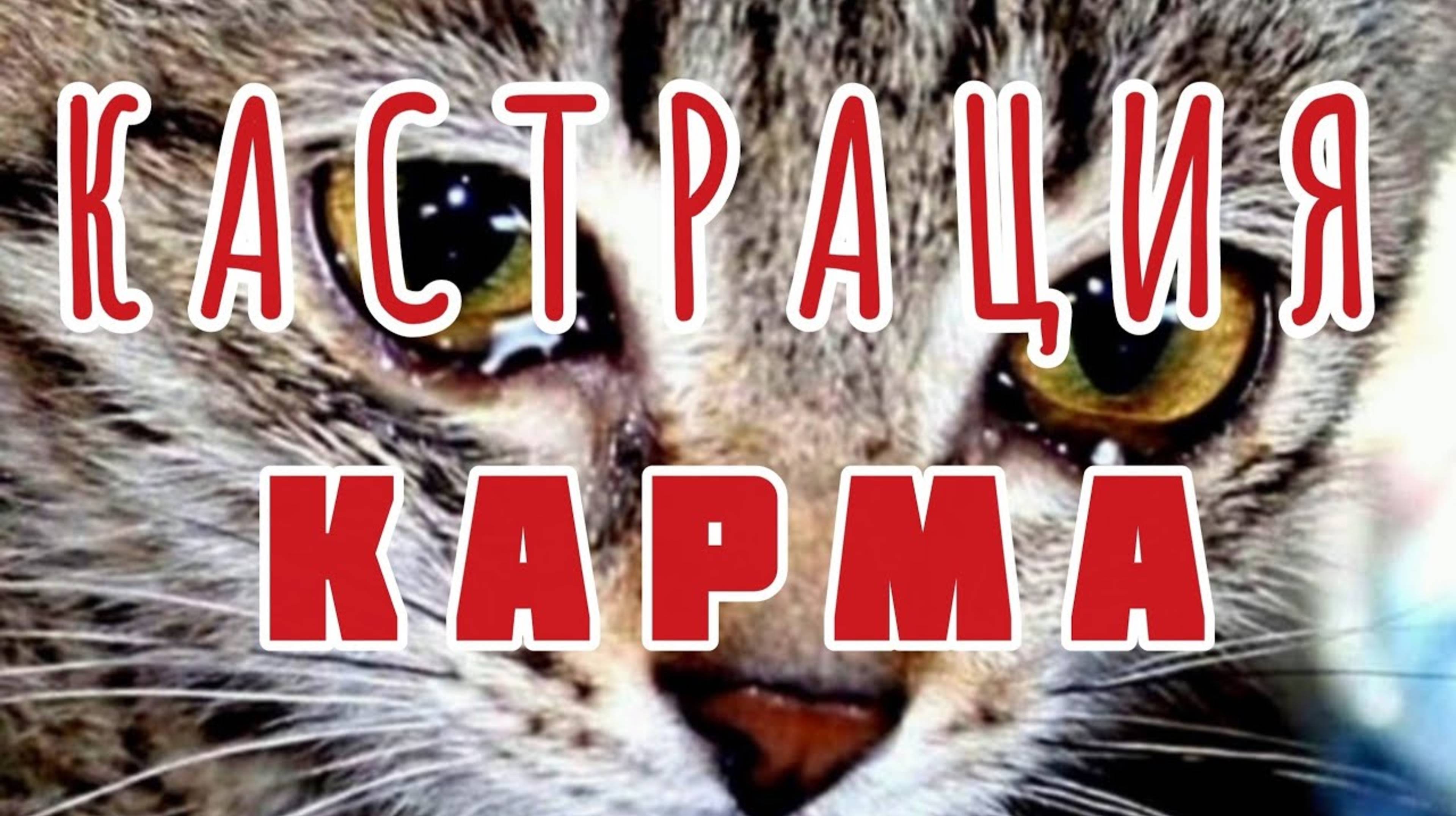 КАСТРАЦИЯ, Стерилизация ЖИВОТНЫХ | Карма НАСИЛИЯ
