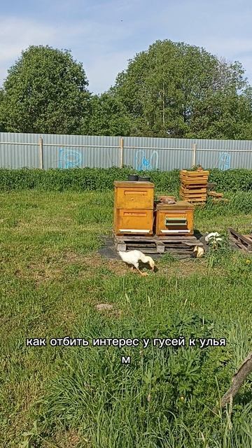 Гуси на пасеке
