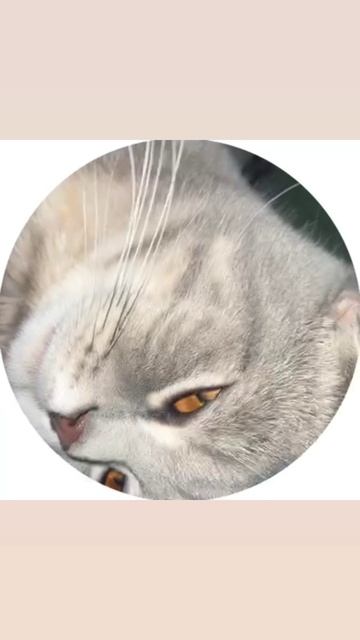 Кисун✨