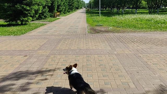 Свободная прогулка в парке без поводка, так классно гав