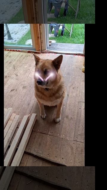 1000025161.mp4 (Собака смотрит на электроснабжение нового дома А-фрейм)