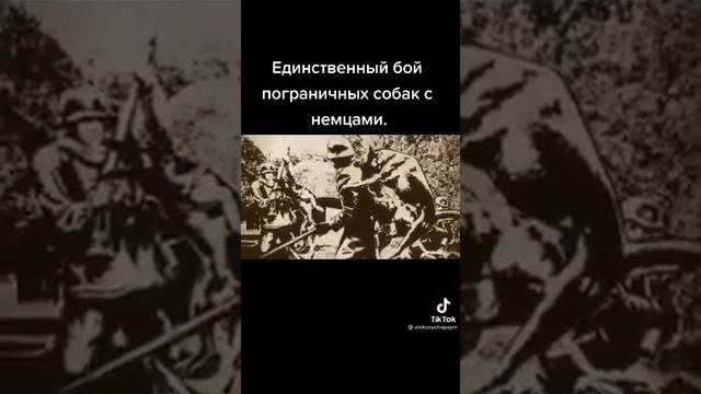 Единственный бой пограничных собак с немцами