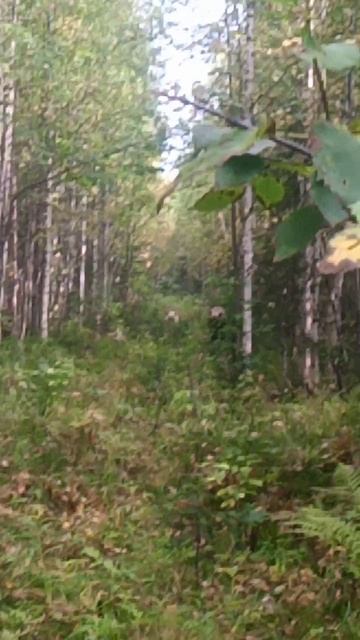 VID_20240829_093953.mp4