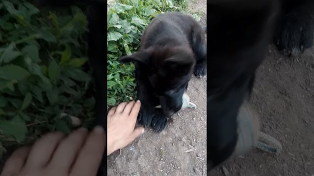 немецкая овчарка 2,5 мес