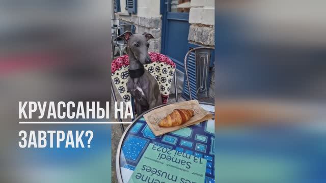 Круассаны на завтрак левретке? Вы серьёзно?